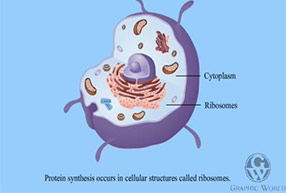 Protein Synthesis